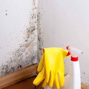 Schimmelbeseitigung mit Reinigungsmittel und Handschuhen im Innenraum in Fürth